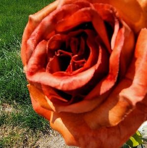 Meet your Posher, Pyper